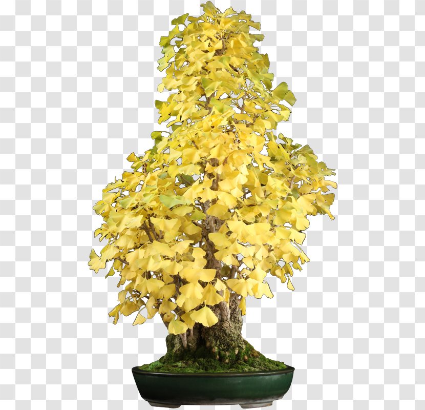 Chinese Sweet Plum Maidenhair Tree Sageretia - Bonsai - Blossom Transparent PNG