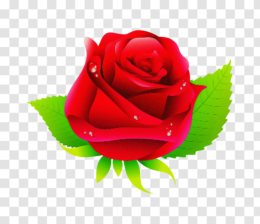 Garden Roses Transparent PNG