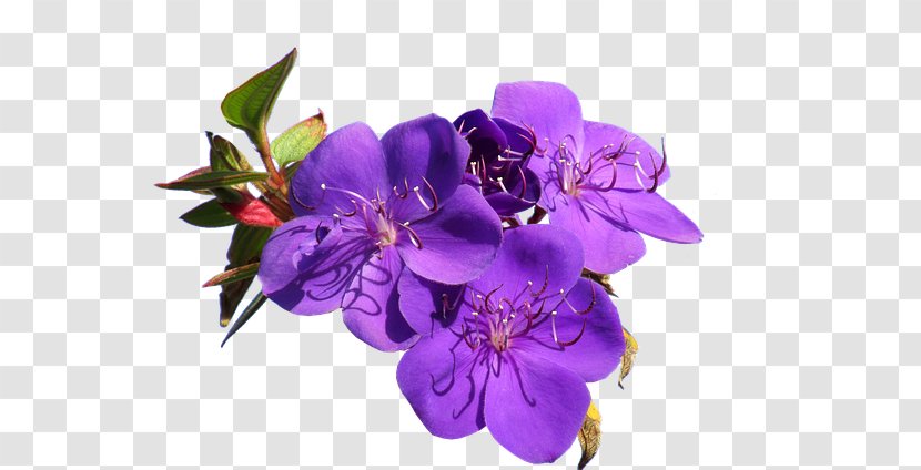 Cut Flowers Stock Photography Violet - Flower Transparent PNG
