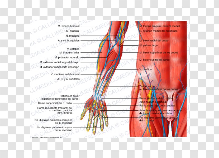 Anterior Compartment Of The Forearm Extensor Digitorum Muscle Hand - Watercolor Transparent PNG