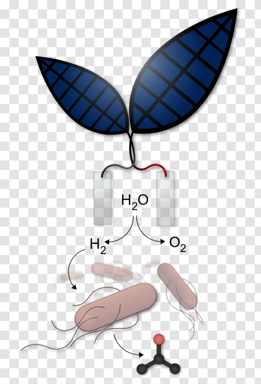 Artificial Photosynthesis Energy Leaf Sunlight - Fuel Transparent PNG
