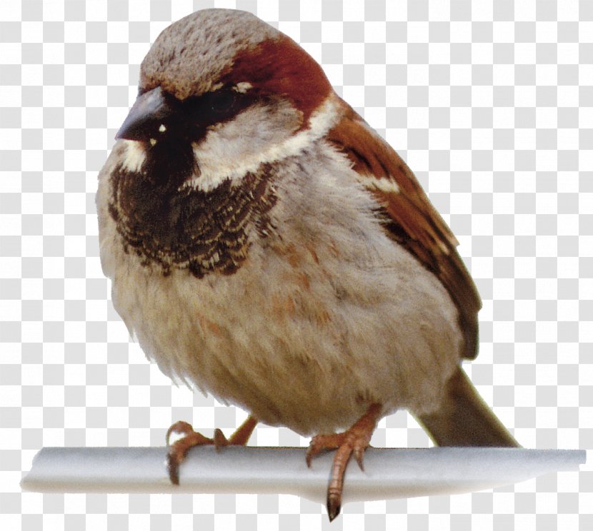 Bird Homing Pigeon Sparrow U4e16u754cu9ce5u985e Animal - Feather - Little Birds Animals Transparent PNG