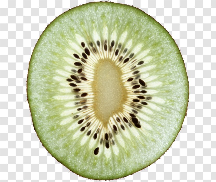 Clip Art Kiwifruit Image - Actinidia Deliciosa - Bergamot Transparent PNG