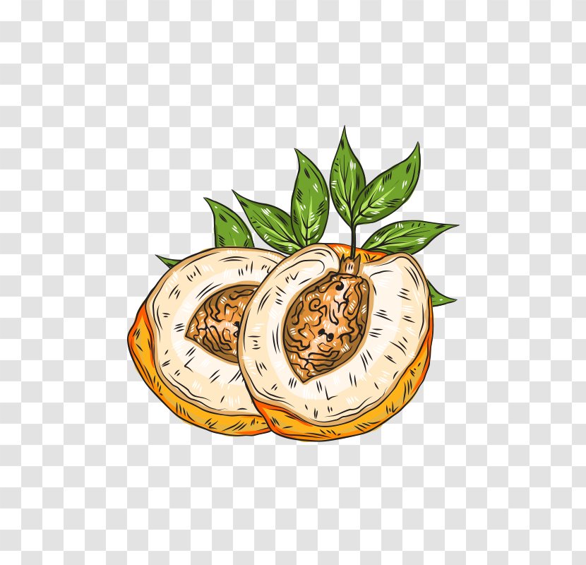 Euclidean Vector Adobe Illustrator Illustration - Food - Delicious Peaches Transparent PNG