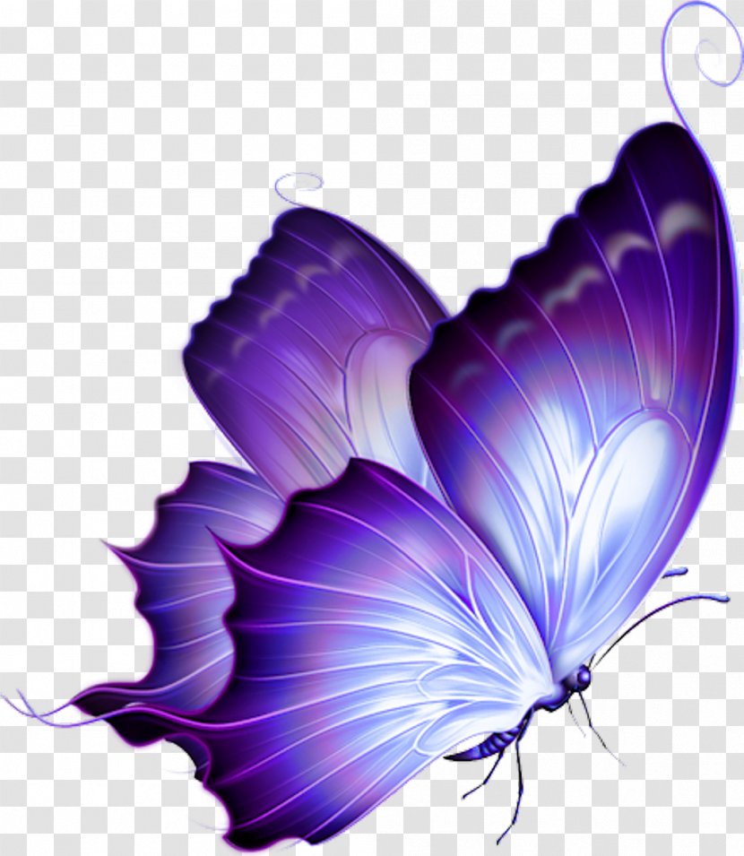 Clip Art Image Desktop Wallpaper Monarch Butterfly - Wing - Belle Design Element Transparent PNG