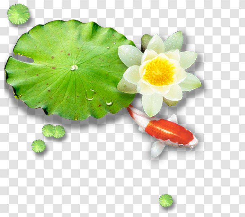 Lotus Pond Leaf Nelumbo Nucifera - White Water Lily Transparent PNG