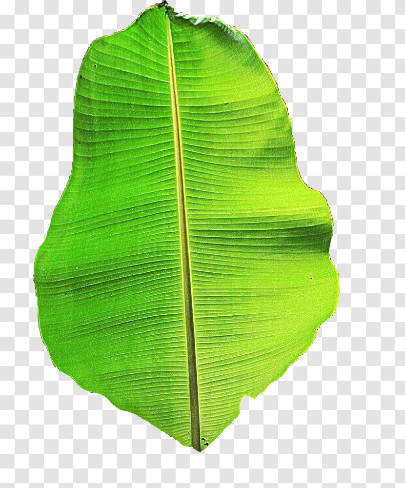 Banana Leaf - Tree - Vascular Plant Transparent PNG