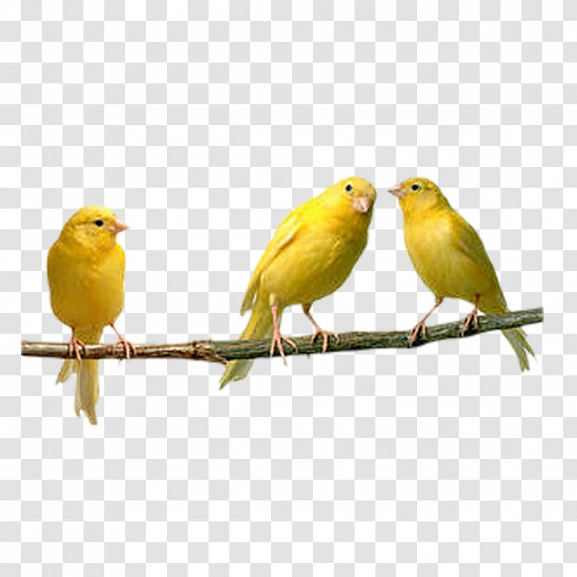 Domestic Canary Bird Finches Budgerigar Yellow Transparent PNG