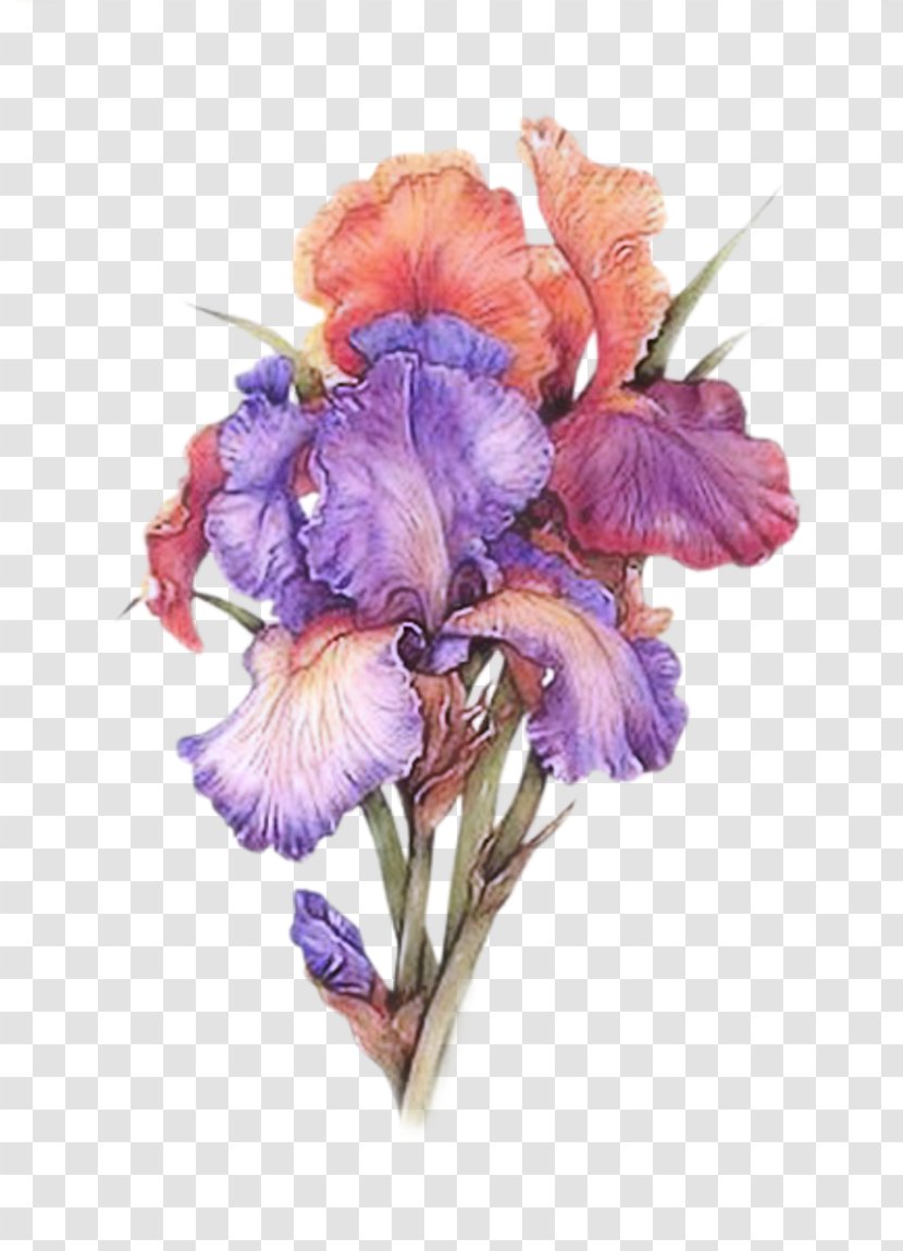 Irises Watercolor Painting Watercolour Flowers Art Transparent PNG