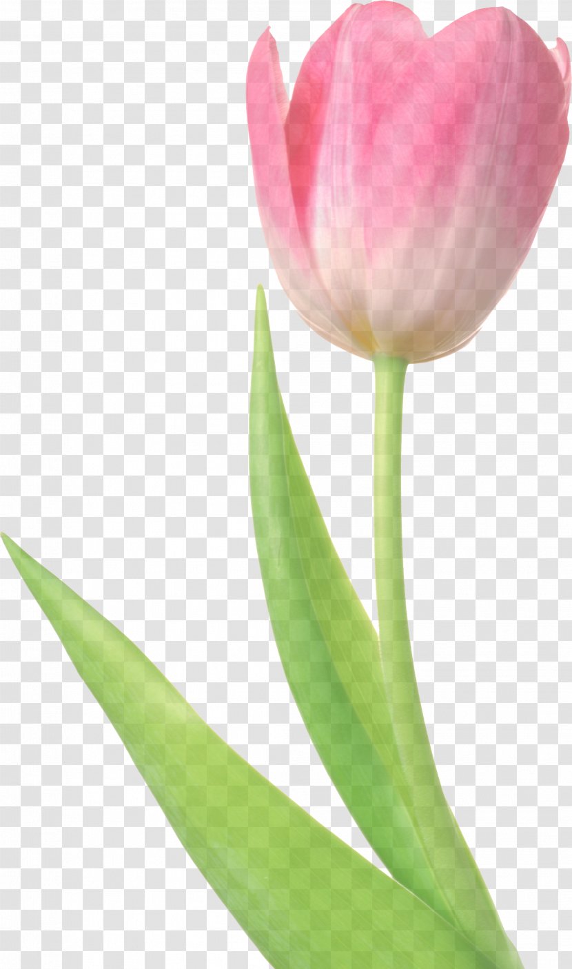 Flowering Plant Flower Petal Tulip - Cut Flowers - Pedicel Transparent PNG