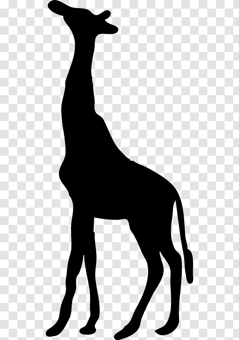 Silhouette Northern Giraffe West African Clip Art - Contour Transparent PNG