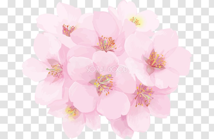 Cherry Blossom Flower - Frame Transparent PNG