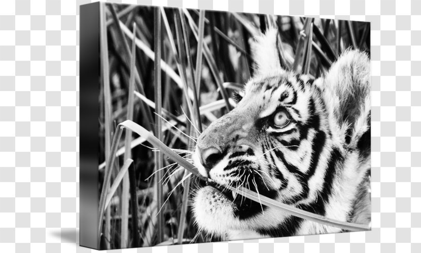 Tiger Whiskers Cat Photography Snout - Fauna Transparent PNG