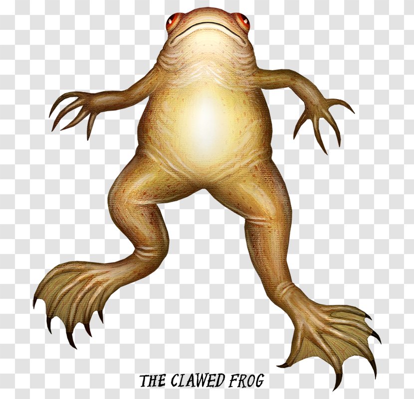 African Clawed Frog Toad Amphibians Illustration - Drawing Transparent PNG