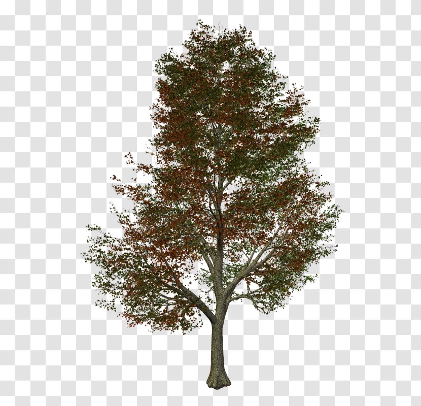 Tree Renewable Energy Bloom Fuel Cells - Red Pine Transparent PNG