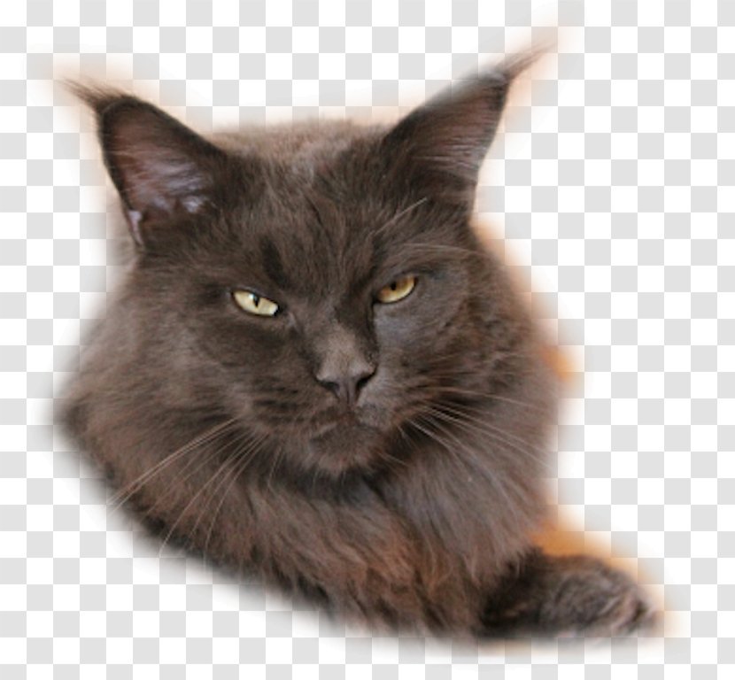 Javanese Cat Maine Coon Nebelung Asian Semi-longhair Norwegian Forest - Small To Medium Sized Cats Transparent PNG