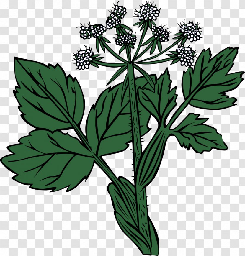 Parsley - Great Masterwort - Lovage Transparent PNG