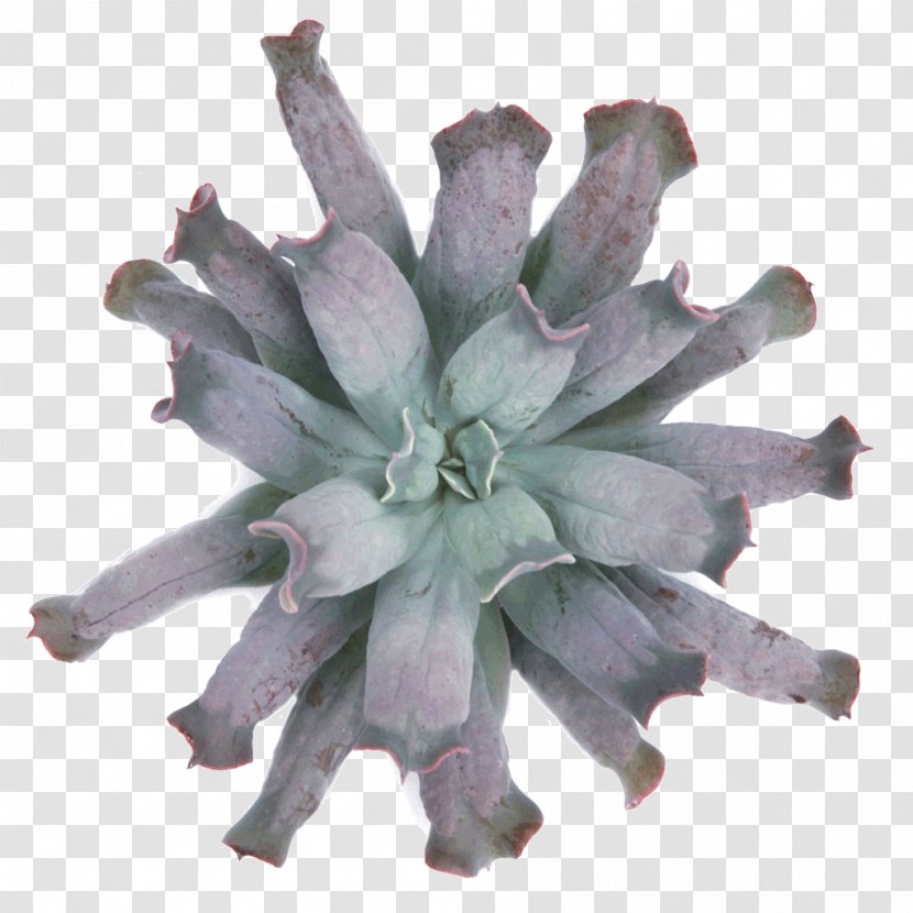 Succulent Plant Plants Cactus Echeveria Xerosicyos - Blue Sky Transparent PNG