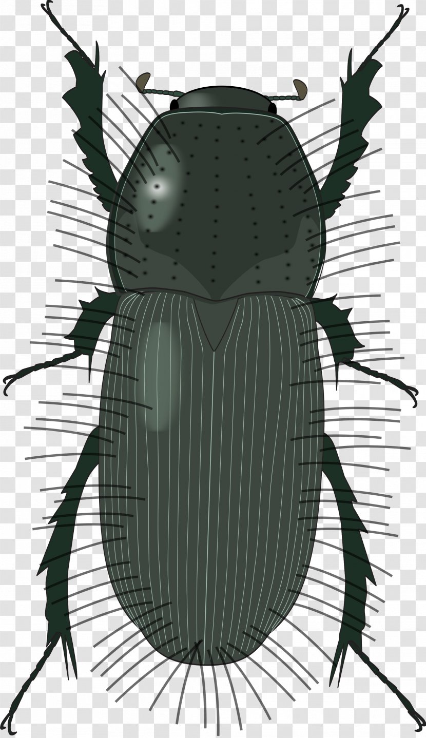 Ambrosia Beetle Woodworm Deathwatch Lumber - Felling Transparent PNG
