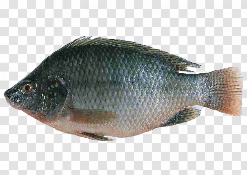 Nile Tilapia Fish Farming Oreochromis Urolepis Hornorum - Aquaculture Transparent PNG