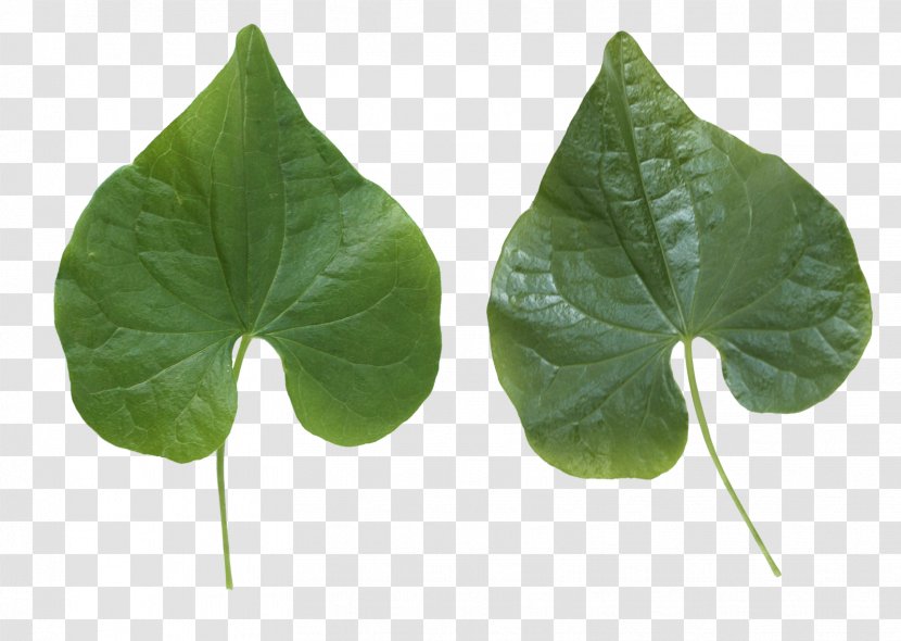 Leaf Image Resolution - Green Transparent PNG