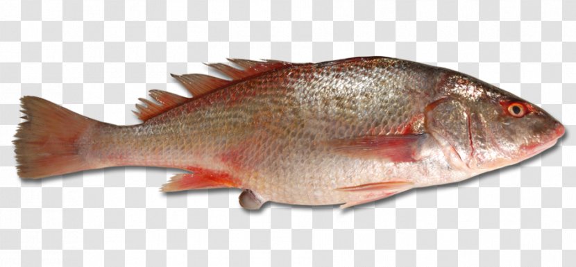 Northern Red Snapper Tilapia Barramundi Fish Products Seabream - Common Rudd - Pagrus Major Transparent PNG