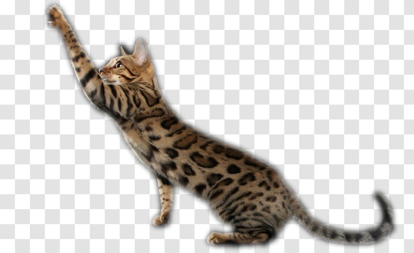 Bengal Cat California Spangled Toyger Ocicat Kitten - Fauna Transparent PNG