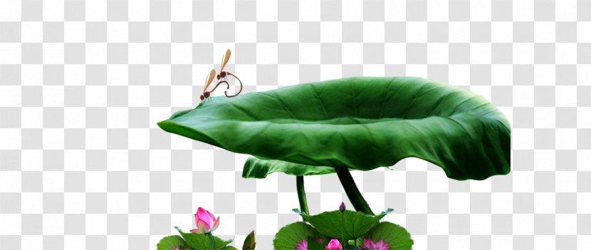 Nelumbo Nucifera Lotus Effect Leaf - Green - Dragonfly Transparent PNG