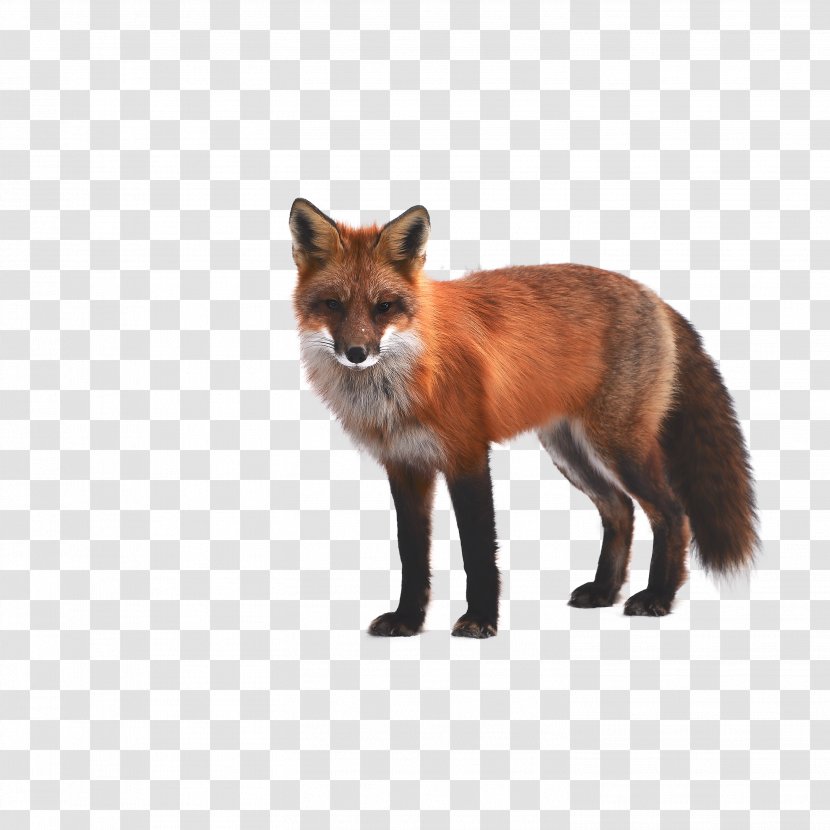 Arctic Fox Red Wallpaper - Fauna - Fox,animal Transparent PNG