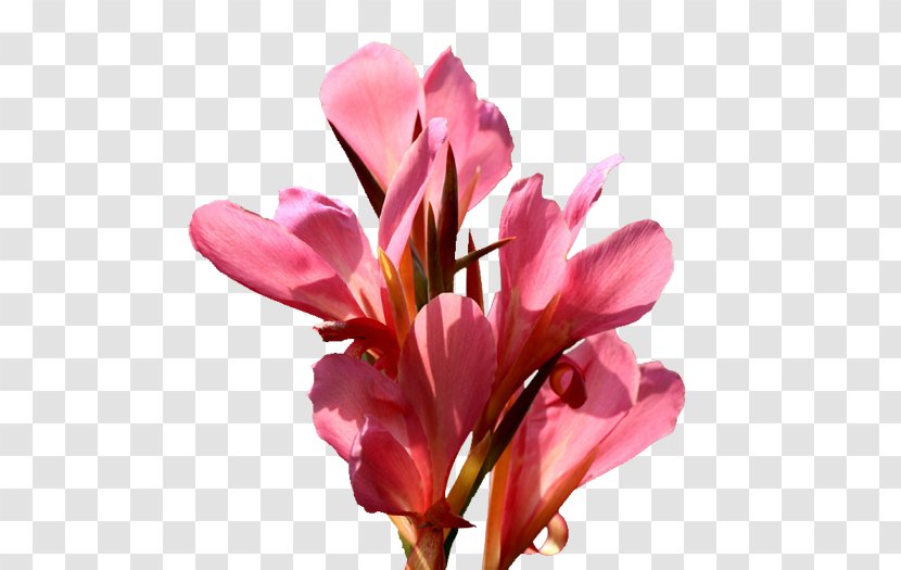 Canna Indica Flower Icon - Plant - Cannabis Pictures Transparent PNG