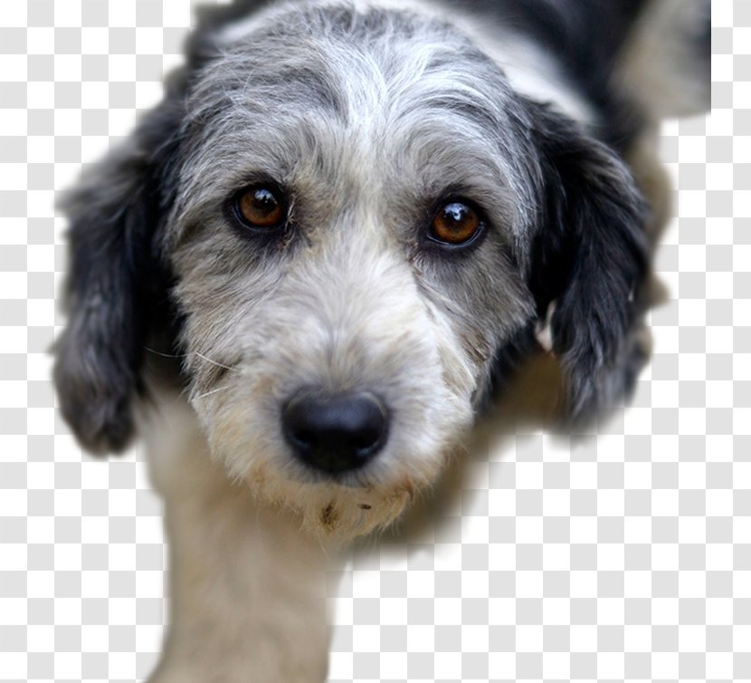 Puppy Rescue Dog Pet Australian Terrier Hypoadrenocorticism In Dogs - Adoption Transparent PNG