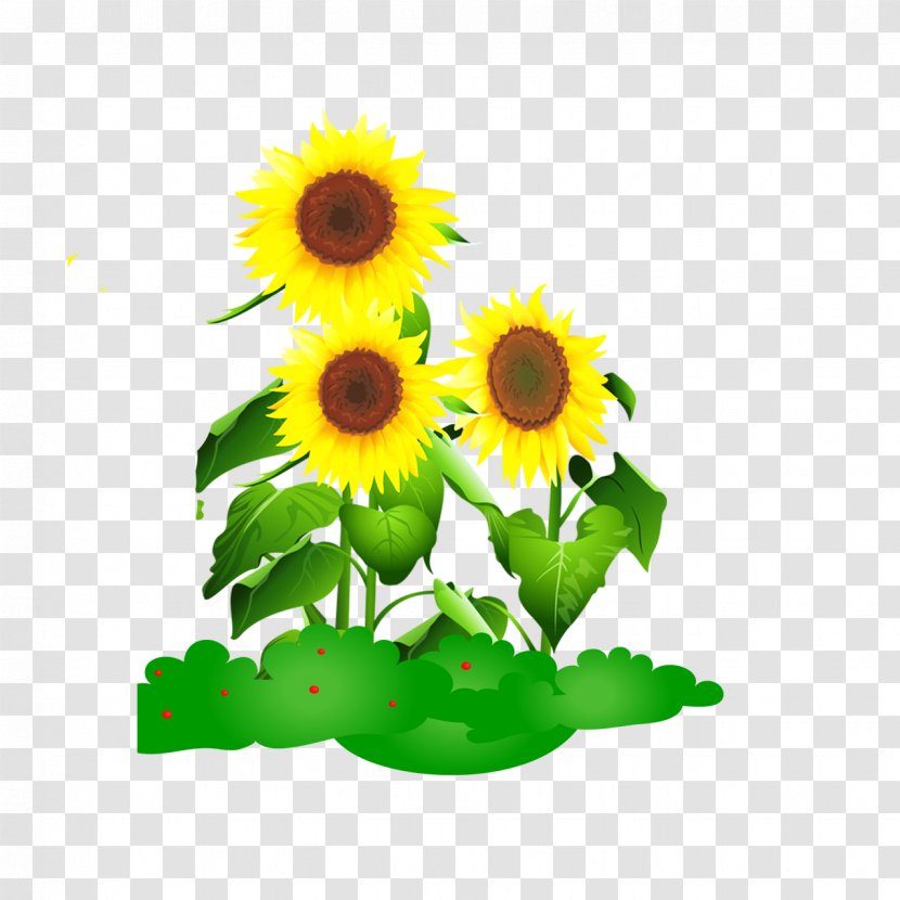 Common Sunflower Drawing Animation - Floristry Transparent PNG