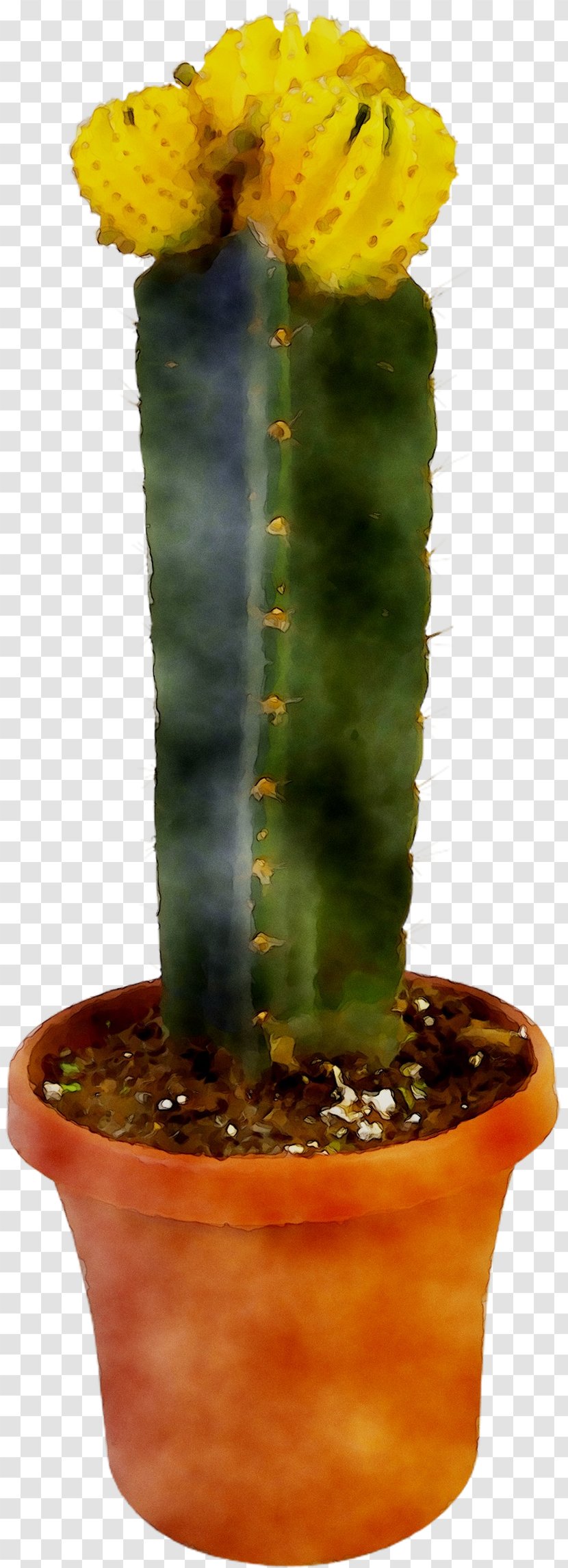 Eastern Prickly Pear Triangle Cactus Echinocereus Plant Stem - Plants - Saguaro Transparent PNG