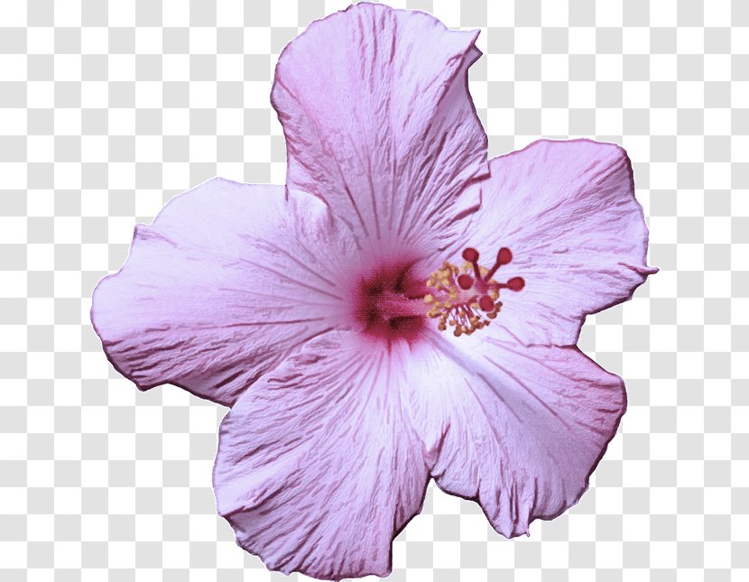 Flower Hibiscus Flowering Plant Petal Chinese - Mallow Family Transparent PNG