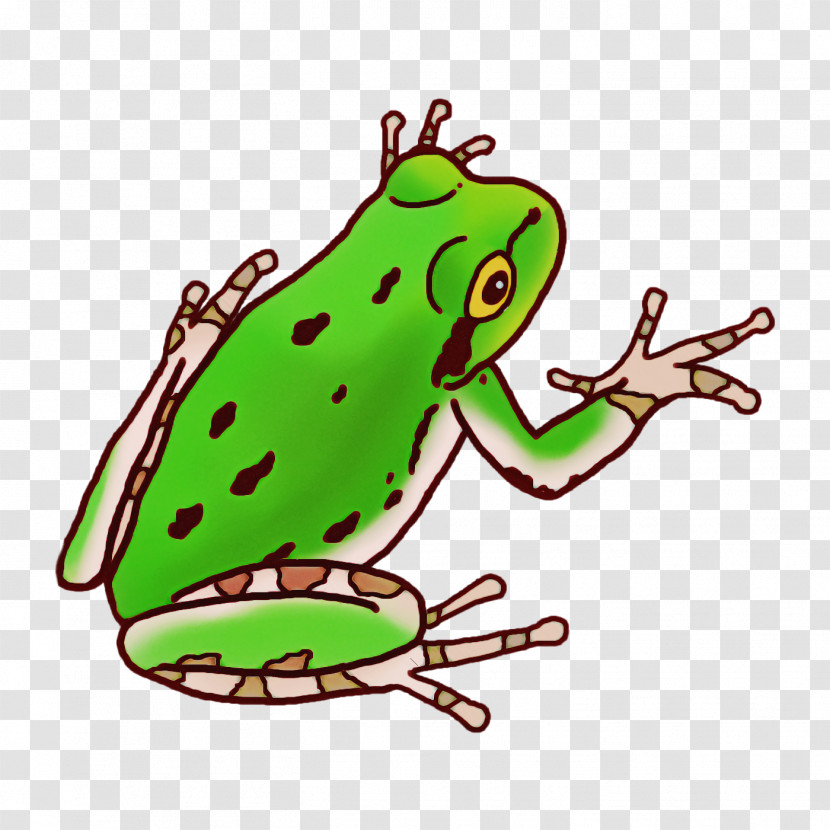 Toad True Frog Tree Frog Frogs Amphibians Transparent PNG