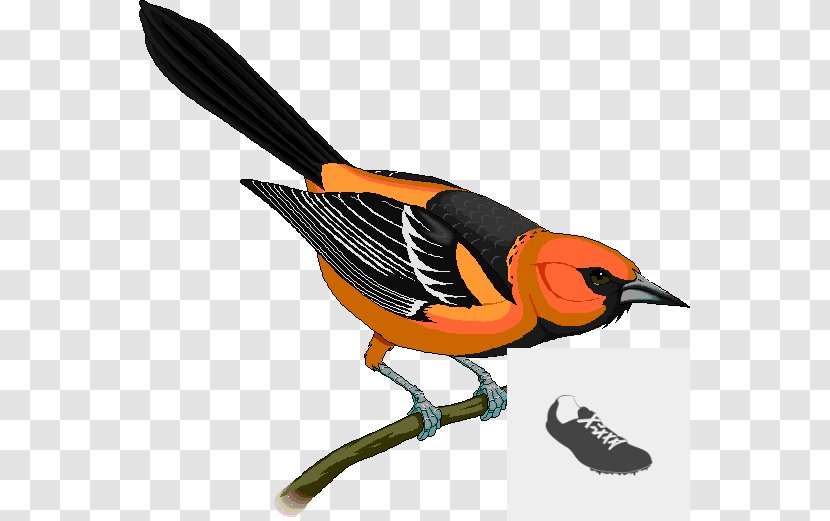 Baltimore Orioles Bullock's Oriole Royalty-free Clip Art - New World Transparent PNG