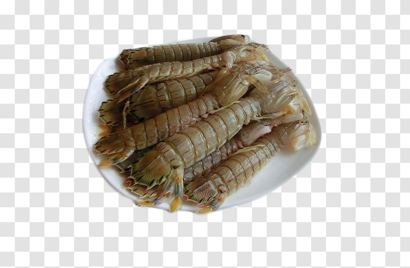 Seafood Mantis Shrimp Squillidae - Procambarus Clarkii - Needle Material Transparent PNG