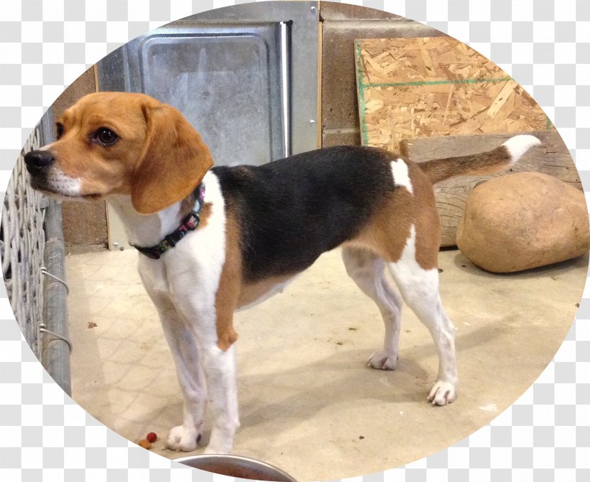 Beagle-Harrier English Foxhound American - Dog Breed - Beagle Transparent PNG