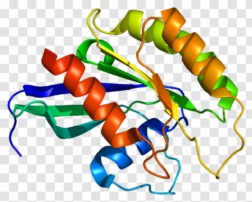 Gene G Protein Wikipedia RAB26 - Frame - Tree Transparent PNG