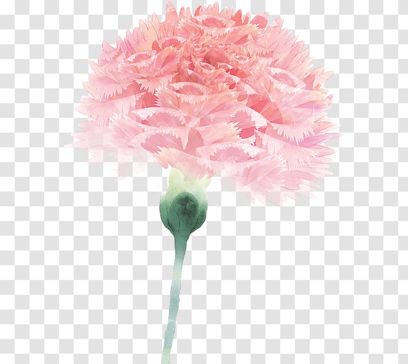 Carnation Flower Floral Design Image - Desktop Transparent PNG