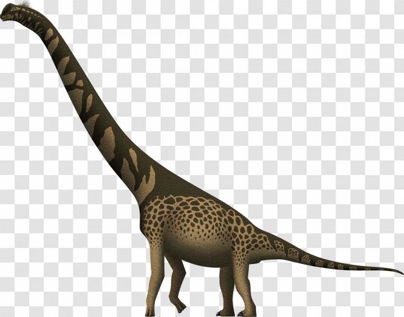 Cedarosaurus Giraffe Brachiosaurus Giraffatitan Barremian Transparent PNG