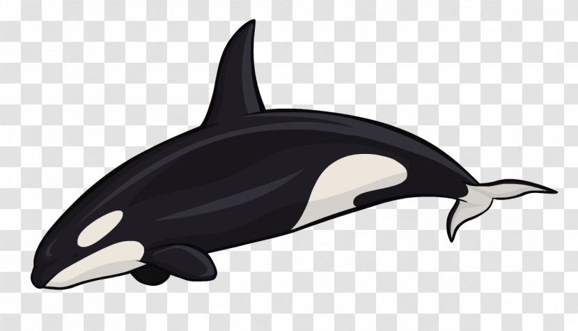 Killer Whale White-beaked Dolphin Cetacea Sea Otter - Hourglass Transparent PNG