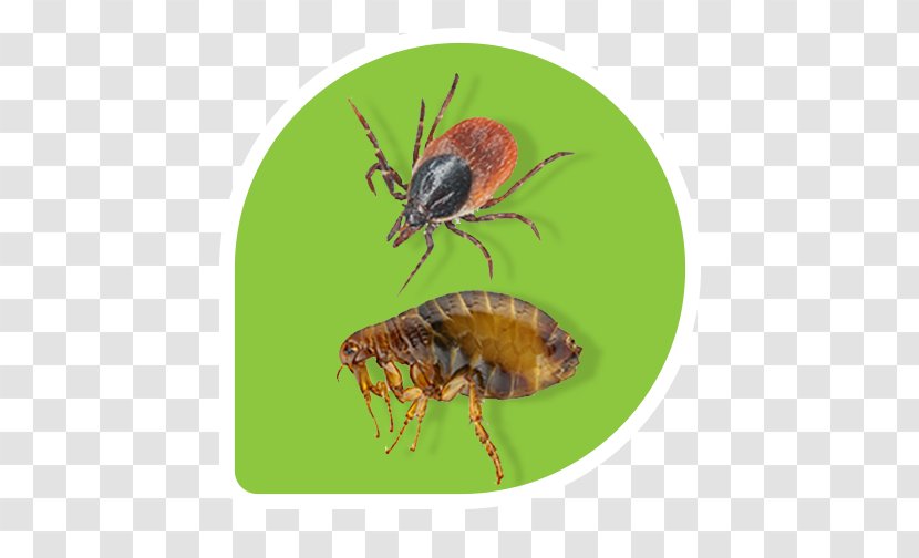 Lawn Insect Flea Pest Control - Parasite Transparent PNG