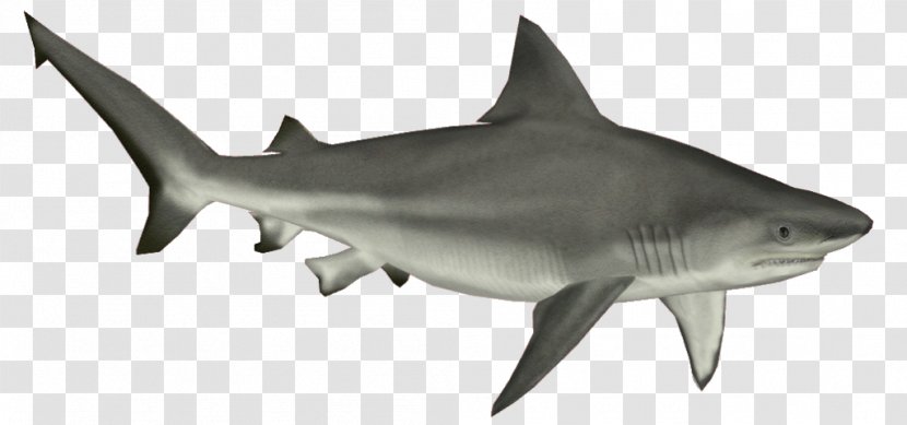 Bull Shark Cartilaginous Fishes Clip Art - Fin - Baby Hd Transparent PNG