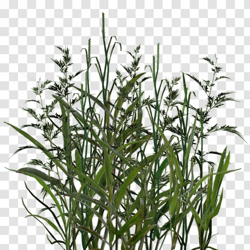 RAR Photography Clip Art - Plant Stem - Grass Transparent PNG