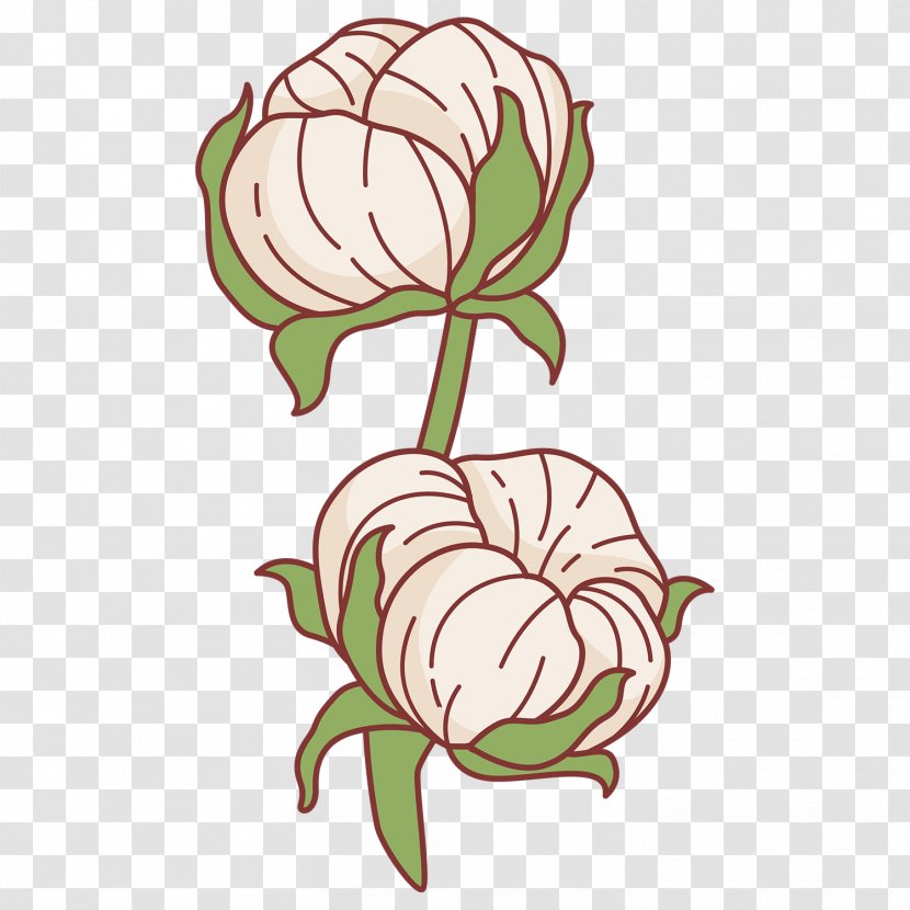 Floral Design Cotton Vector Graphics Image - Plant - Flower Transparent PNG
