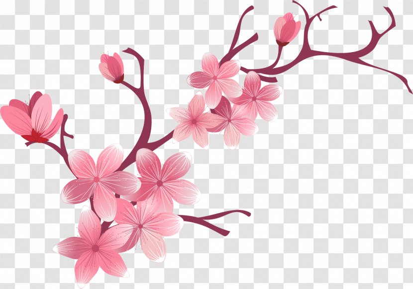 Cherry Blossom Flower - Cerasus - Sakura Transparent PNG