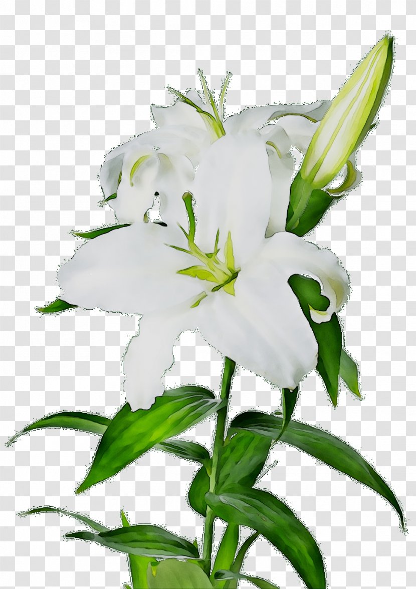Madonna Lily Clip Art Easter Flower Bouquet - Vase - Botany Transparent PNG