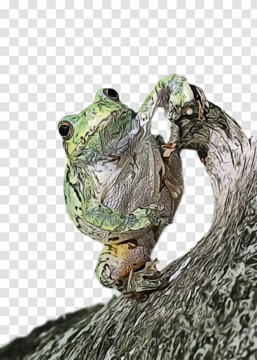 Reptiles True Frog Bullfrog International Toad M-tree Transparent PNG