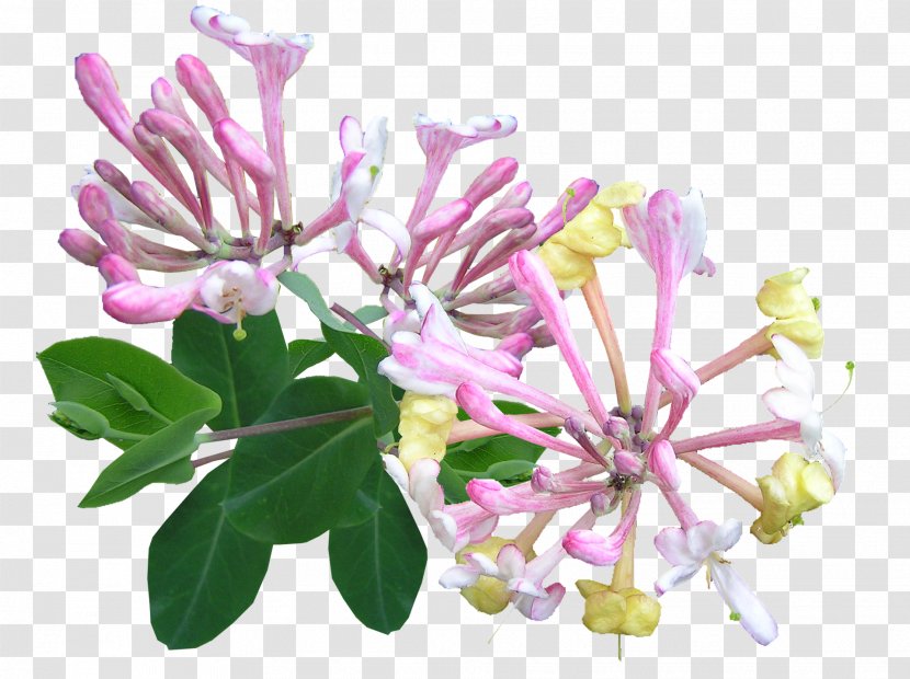 Flower Lonicera Japonica Periclymenum Caprifolium Vine - Cut Flowers - Honeysuckle Transparent PNG